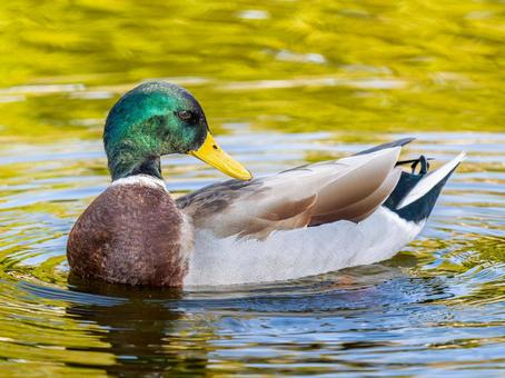 池を泳ぐマガモのオス マガモ,カモ,鴨の写真素材