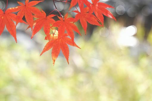 川沿いのもみじ 川沿いのもみじの写真