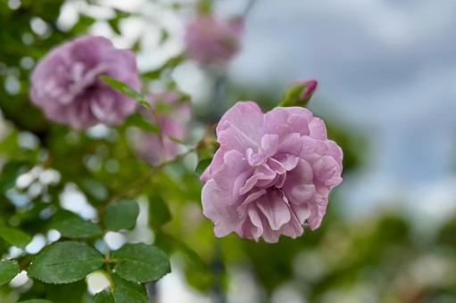 ムラサキのバラ＿ヨコの写真