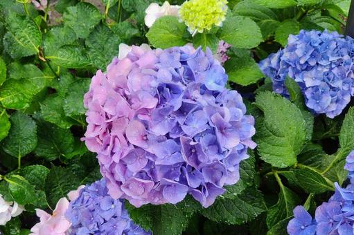Hydrangea 42, JPG Hydrangea 42, JPG
