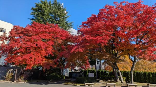 岩手県盛岡市　盛岡城跡公園　紅葉　3 岩手県,盛岡市,盛岡城跡公園の写真素材