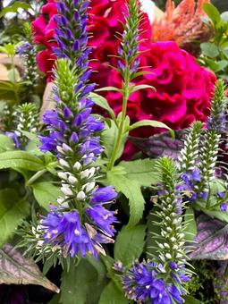 秋のガーデニングの写真