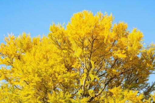 白幡のいちょう(23) イチョウ,黄葉,晩秋の写真素材