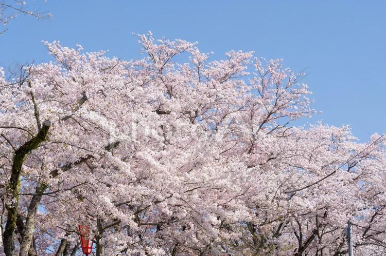 青空に映える満開の桜 桜,桜花,河津桜の写真素材