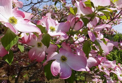 ハナミズキ [Flowering dogwood]-011の写真