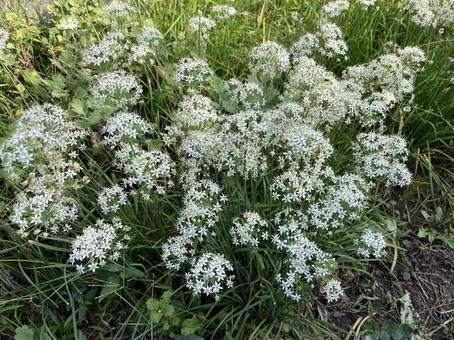 白い花 白い花 ニラ,白い花,群生の写真素材