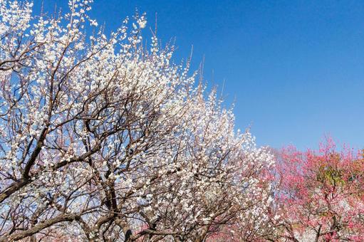 青空に映える満開の紅梅と白梅 梅,迎春,梅の花の写真素材
