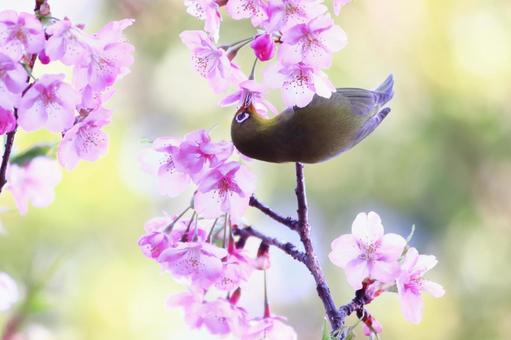 満開の河津桜と可愛いメジロ 桜,メジロ,春の写真素材