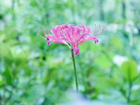 背景に合うリコリス 背景に合うリコリスの写真