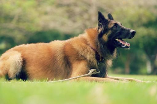 精悍な顔のベルギーシェパード 精悍な顔のベルギーシェパード 犬,ベルギーシェパード,シェパードの写真素材