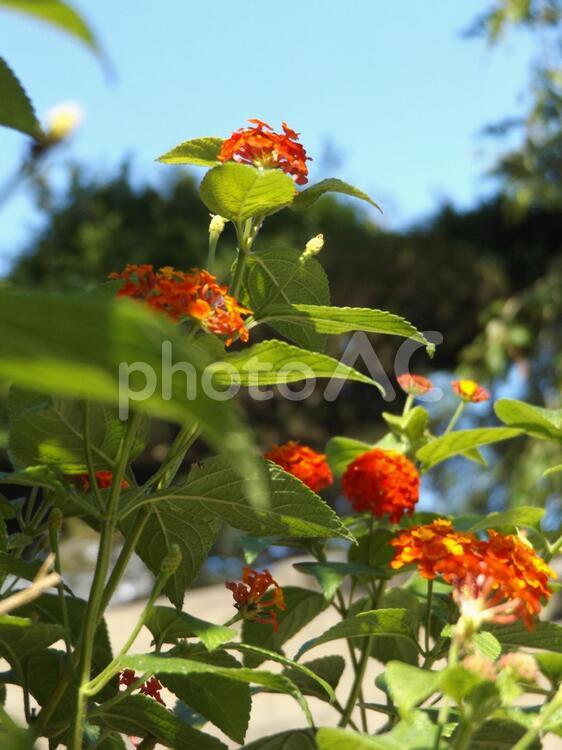 赤い花１ 赤い花,花,植物の写真素材