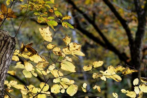 山の紅葉 山の紅葉 秋,紅葉,黄葉の写真素材