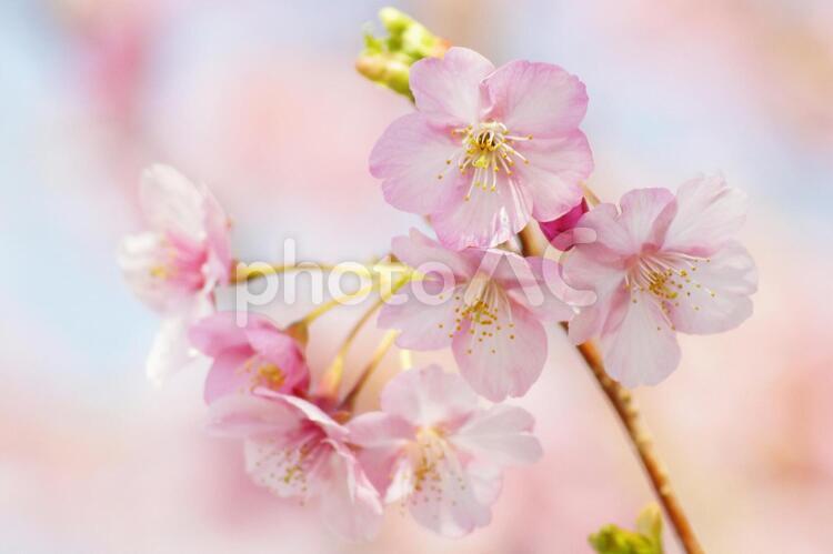 早咲き桜-187 桜,早咲き桜,カワヅザクラの写真素材