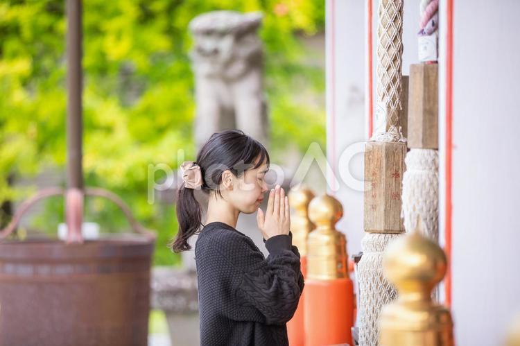 神社で手を合わせる女性　shrine 神社,拝殿,願うの写真素材