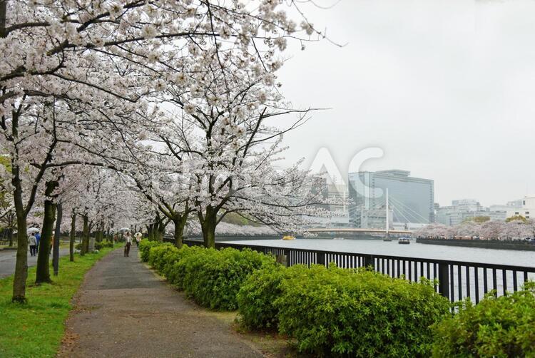 大阪の桜03／大川沿い付近 お花見,つぼみ,ソメイヨシノの写真素材