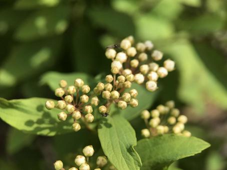 神田川4月:コデマリの花の蕾 2025 神田川4月:コデマリの花の蕾 2025の写真