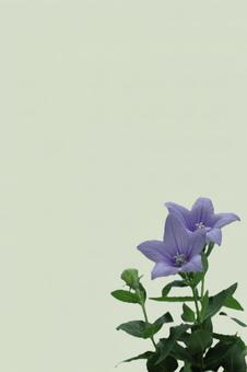 桔梗の葉書 淡いグリーン-5 桔梗の葉書 淡いグリーン-5の写真