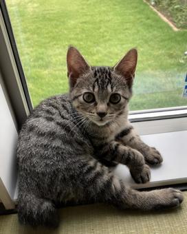 キジトラ猫 キジトラ,猫,子猫の写真素材