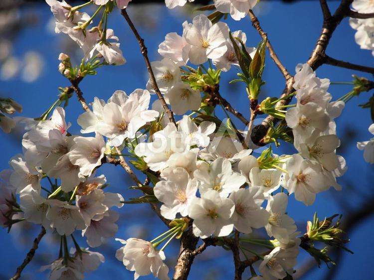 さくらさく（１） 桜,春,満開の写真素材