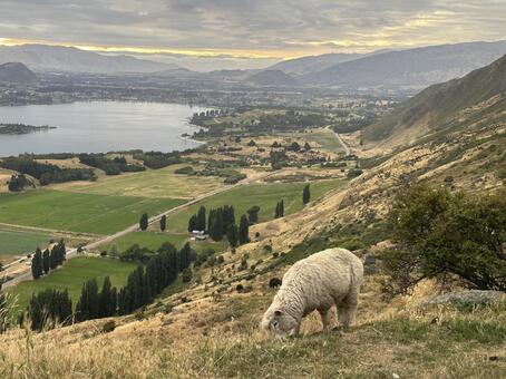 ニュージーランドの風景 羊,ニュージーランド,ロイズピークの写真素材
