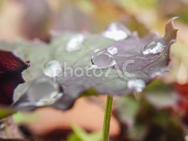 雨上がりのしずく 雫,水滴,雨の写真素材