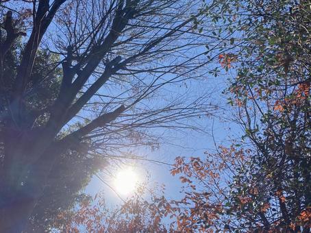 冬の空と太陽 冬の空と太陽の写真