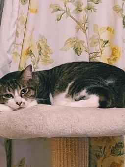 猫 叉写メ? 猫 叉写メ? 生き物,動物,ペットの写真素材
