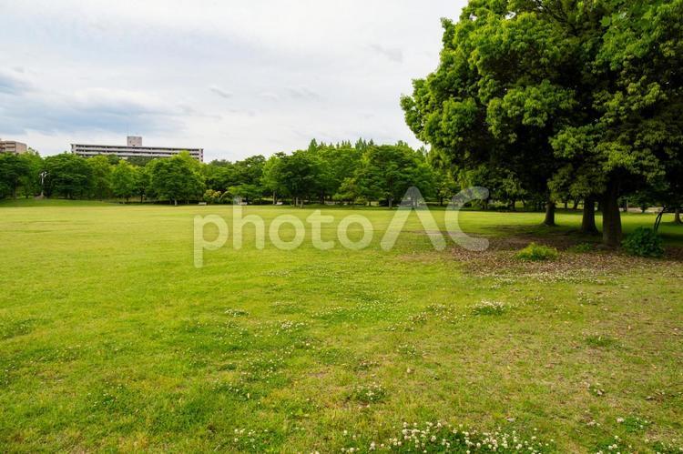 都市公園の風景⑸ 初夏,都市公園,公園の写真素材