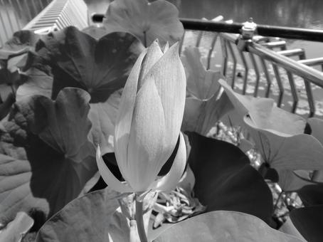 ８月のハスの蕾の写真