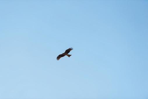 大空を優雅に舞うトビ 大空を優雅に舞うトビ トビ,猛禽類,野鳥の写真素材