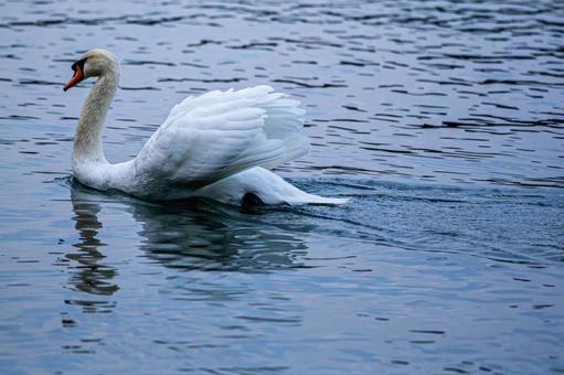 池を泳ぐ白鳥 池を泳ぐ白鳥 白鳥,ハクチョウ,スワンの写真素材