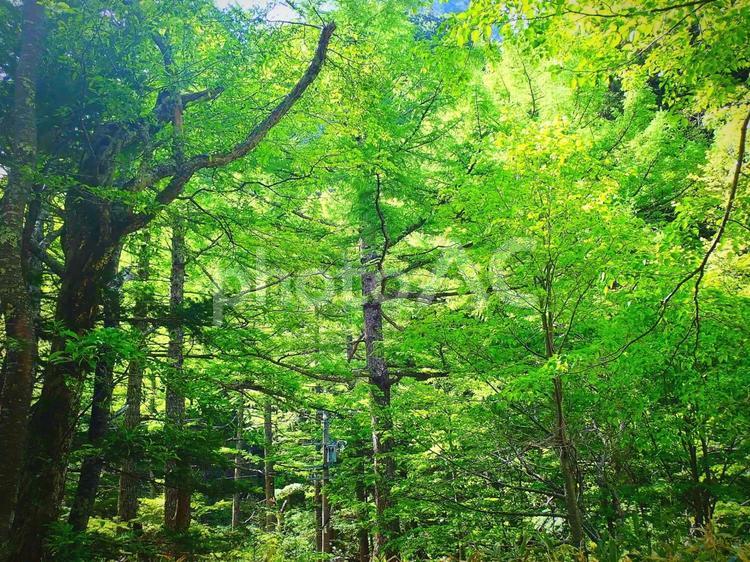午後のひととき トレッキング,木々,木漏れ日の写真素材