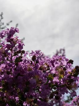 夏の空と鮮やかなサルスベリ サルスベリ,百日紅,花の写真素材
