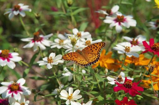 百日草の蜜を吸う蝶々の写真