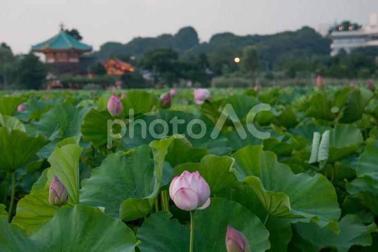 不忍池の蓮 蓮,池,不忍池の写真素材