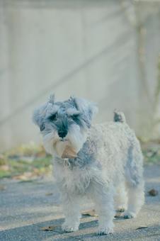 ミニチュアシュナウザー 犬,ペット,ミニシュナの写真素材