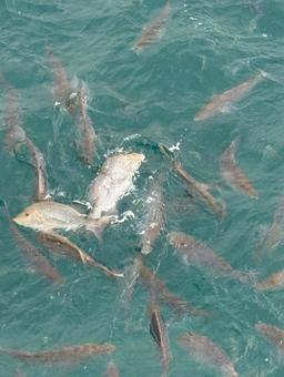 餌に群がる魚 魚,群れ,餌やりの写真素材