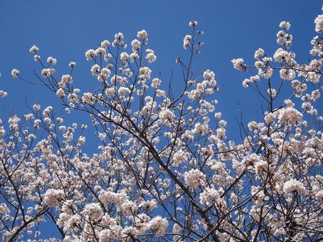 Photo, april, cherry blossoms, petal, 