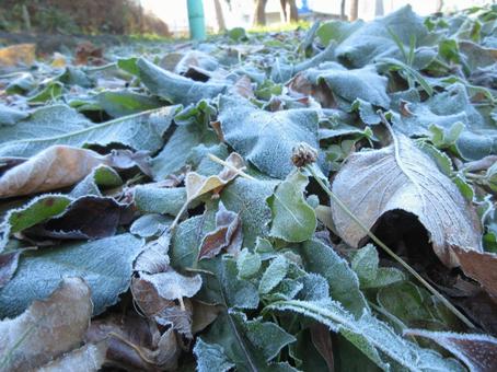 霜の着いた落ち葉の写真