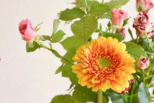 Roses and Gerberas, JPG Roses and Gerberas, JPG