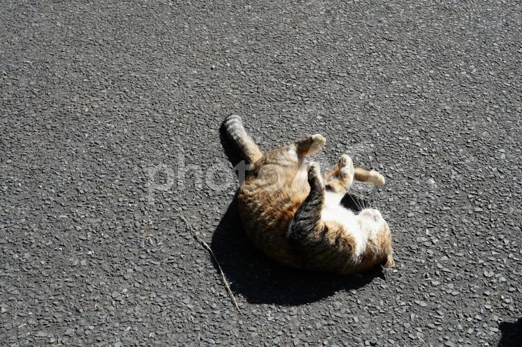 田代島　背中を道路に擦り表情豊かな猫⑦ 宮城県,田代島,猫島の写真素材
