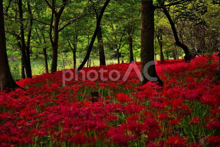 赤い絨毯 彼岸花,曼珠沙華,ヒガンバナの写真素材