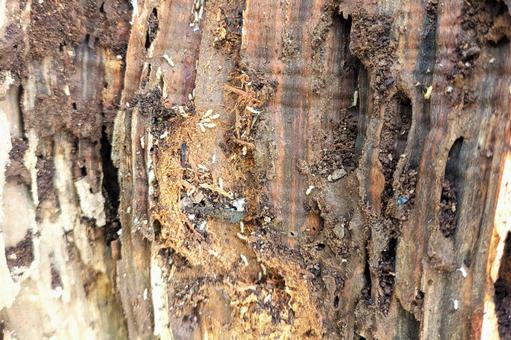 枯れ木に住み着いた白アリ 枯れ木に住み着いた白アリ シロアリ,益虫,害虫の写真素材