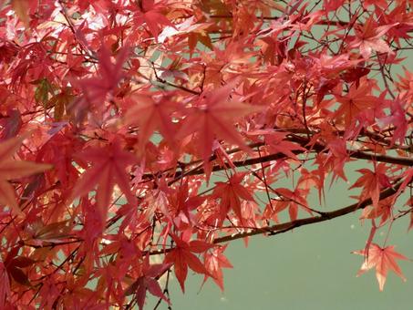 紅葉 紅葉の写真