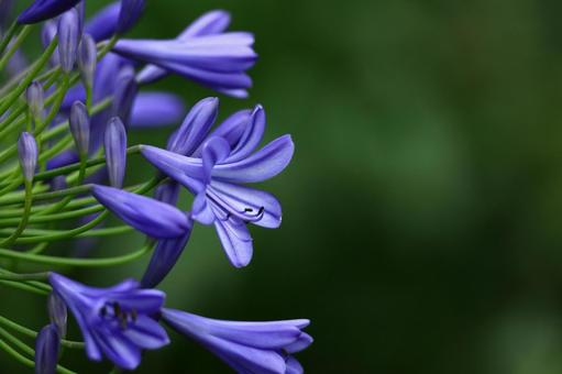 Photo, agapanthus, purple clam, murasaki kunsiran, 