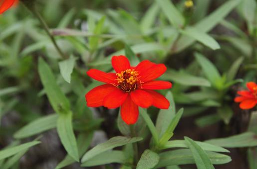 Photo, snow crab, flower, plant, 