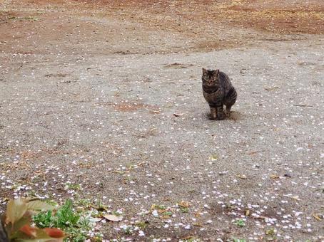 春の野良猫の風景 春の野良猫の風景 猫,野良猫,春の写真素材