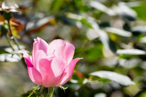 秋のバラ⒄ 花,バラ,秋の写真素材
