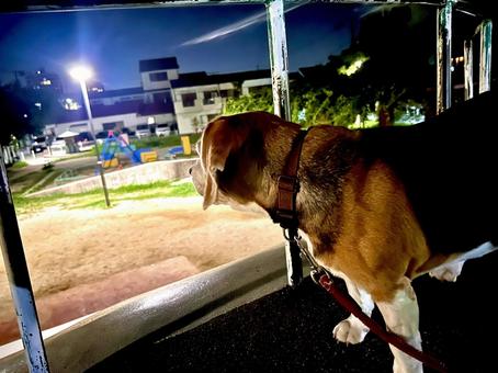 夜の公園を眺めるビーグル犬 夜の公園を眺めるビーグル犬の写真