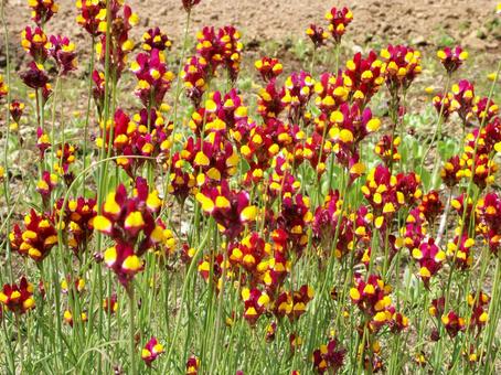 リナリア　咲く風景 リナリア,自然風景,草花の写真素材